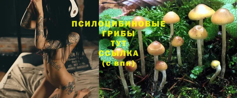 магазин продажи   Черногорск  Псилоцибиновые грибы Psilocybine cubensis 